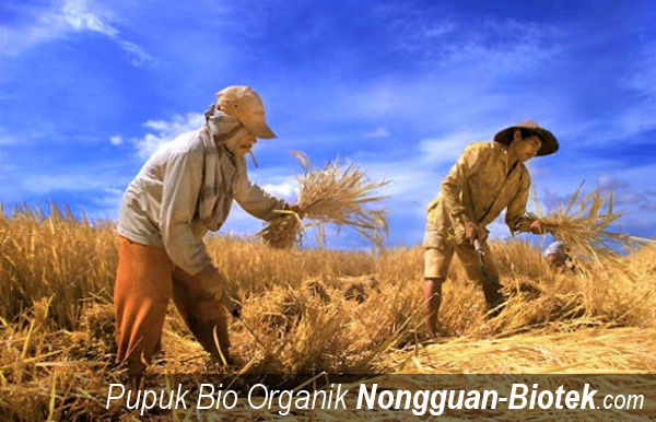 PT. Nongguan Biotek Indonesia